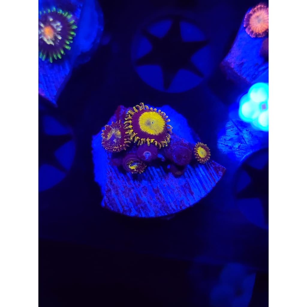 King Midas Zoanthid Frag WYSIWYG!