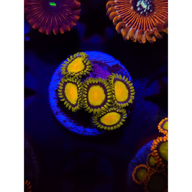 King Midas Zoanthid Frag WYSIWYG!
