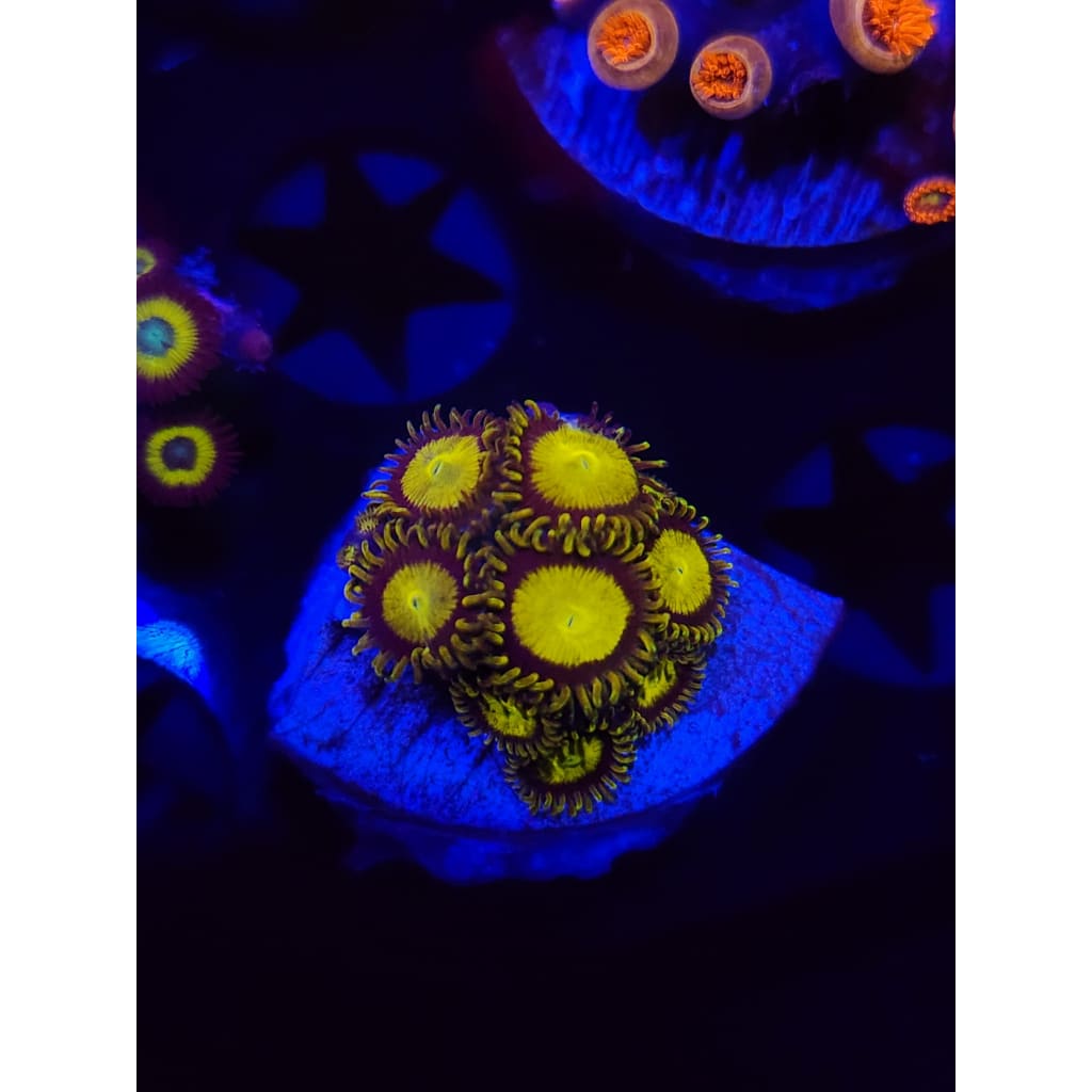 King Midas Zoanthid Frag WYSIWYG!