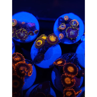 King Midas Zoanthid Frag WYSIWYG!