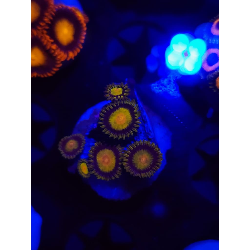 King Midas Zoanthid Frag WYSIWYG!