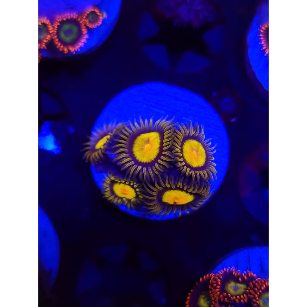 King Midas Zoanthid Frag WYSIWYG!
