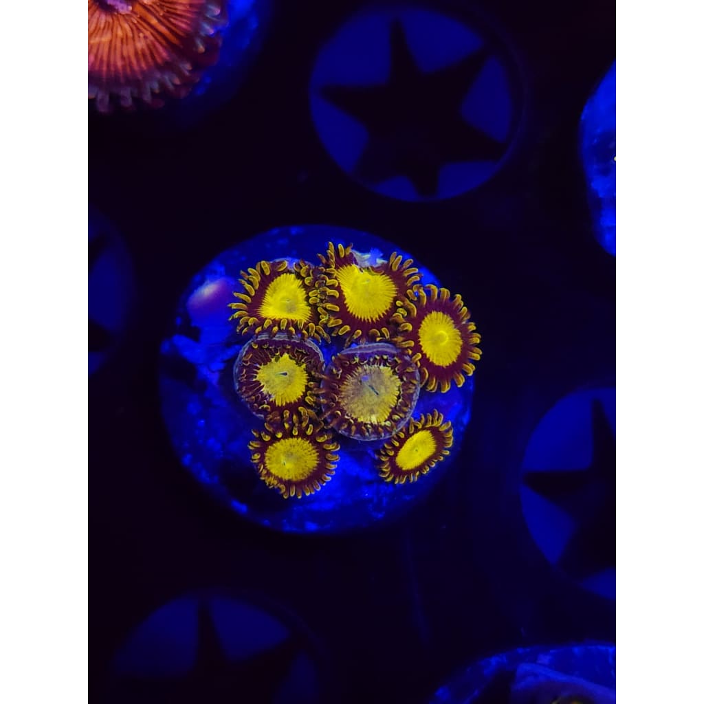 King Midas Zoanthid Frag WYSIWYG!