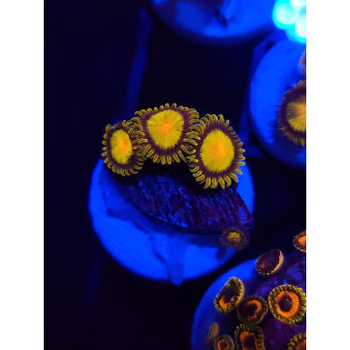 King Midas Zoanthid Frag WYSIWYG!
