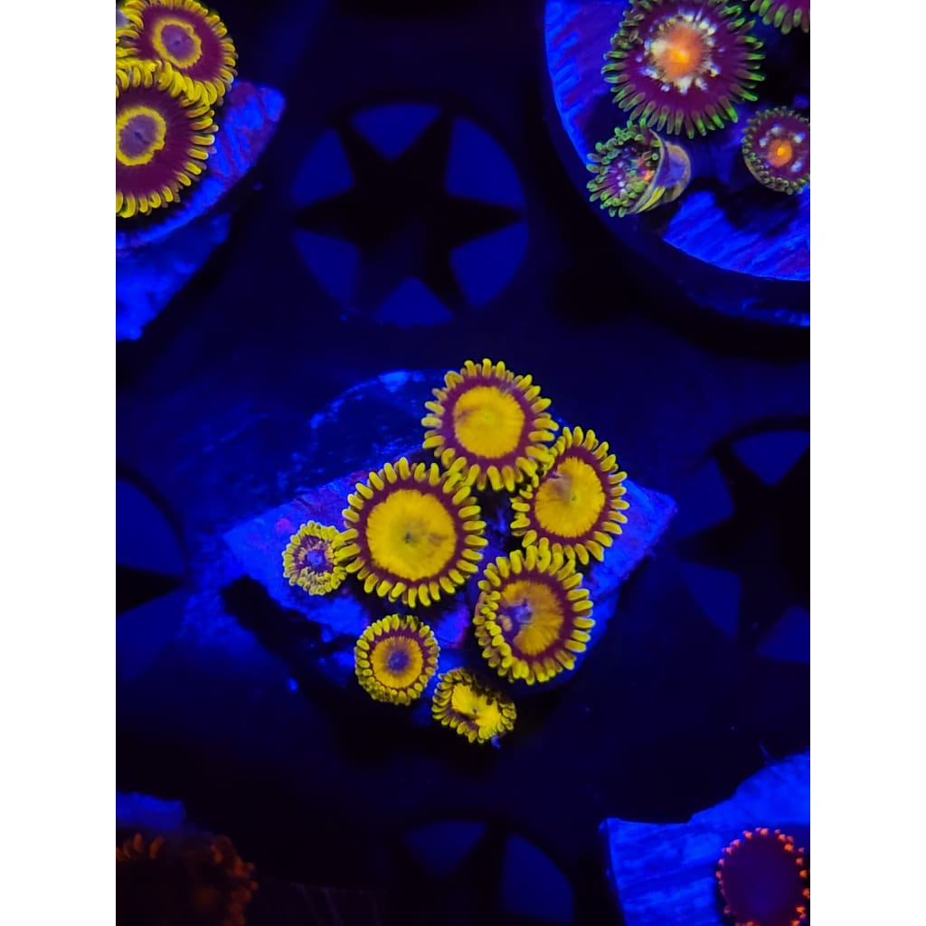 King Midas Zoanthid Frag WYSIWYG!