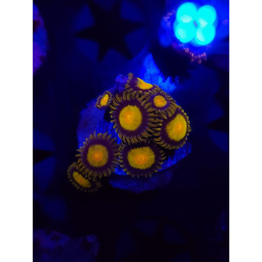 King Midas Zoanthid Frag WYSIWYG!
