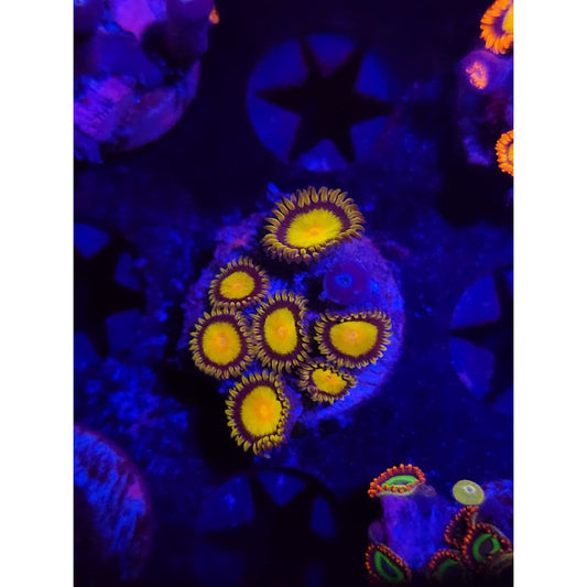 King Midas Zoanthid Frag WYSIWYG!