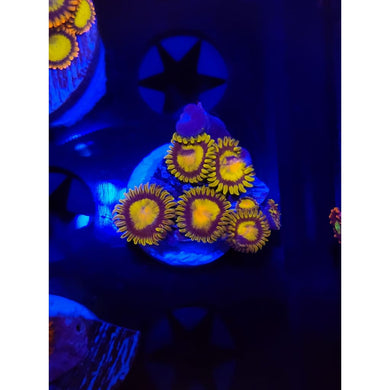 King Midas Zoanthid Frag WYSIWYG!