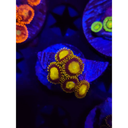 King Midas Zoanthid Frag WYSIWYG!