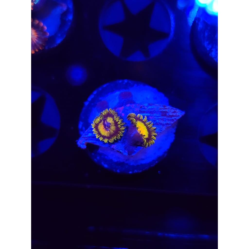 King Midas Zoanthid Frag WYSIWYG!