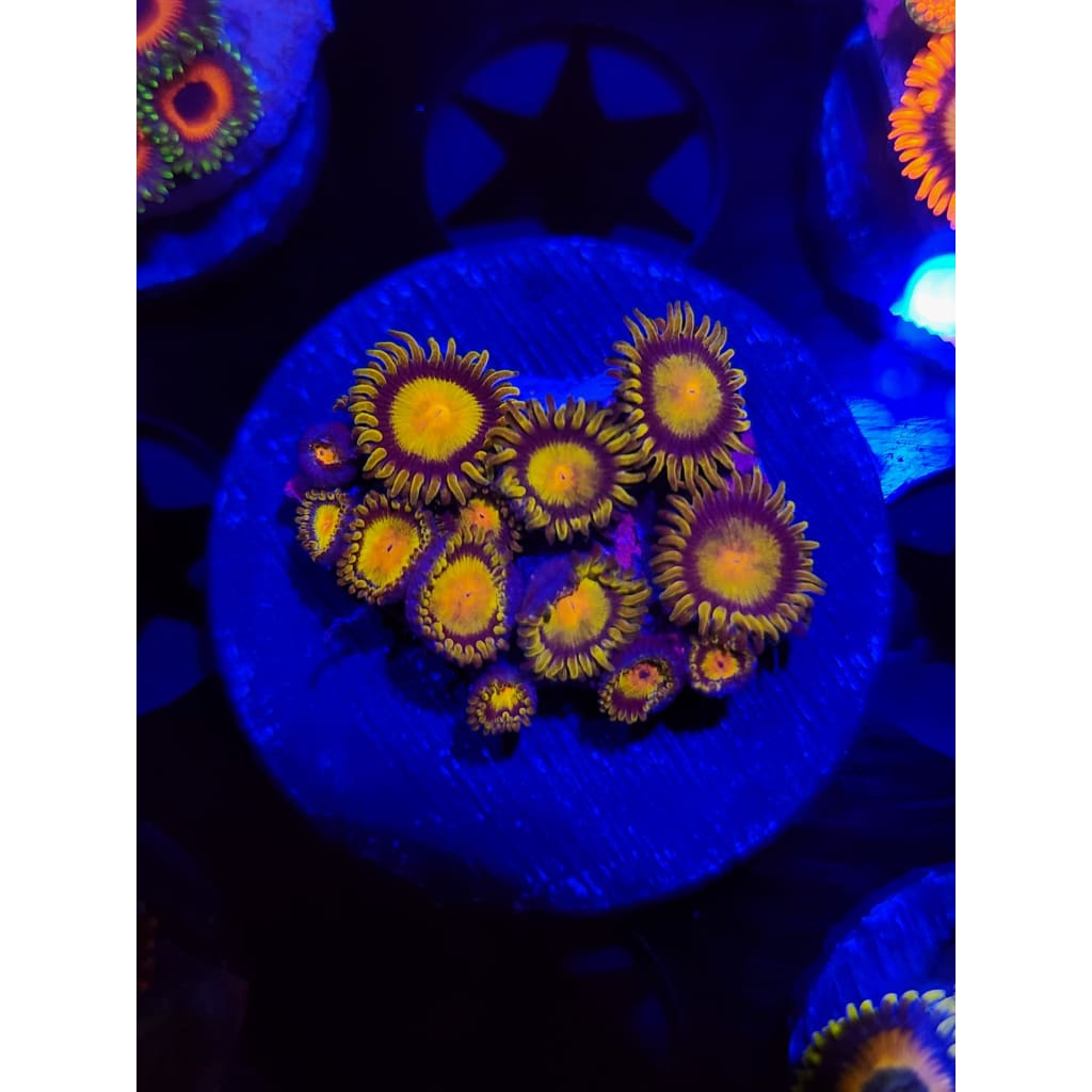 King Midas Zoanthid Frag WYSIWYG!