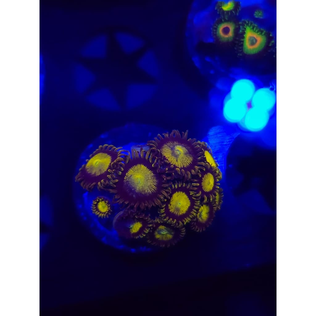 King Midas Zoanthid Frag WYSIWYG!