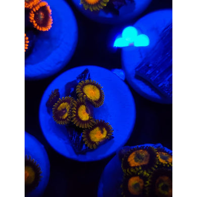 King Midas Zoanthid Frag WYSIWYG!