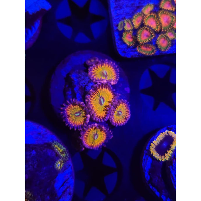 Krak god Zoanthid Frag WYSIWYG!