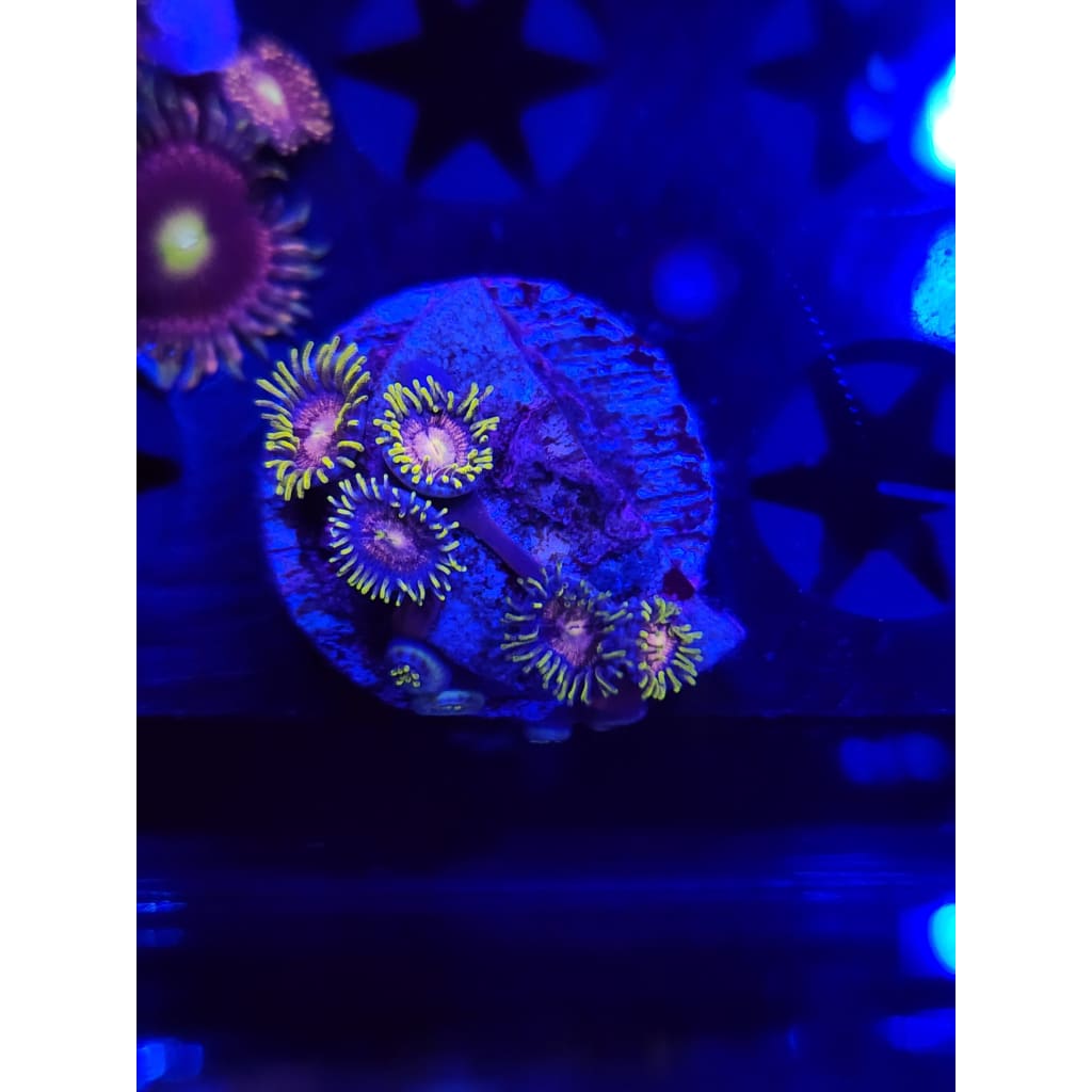 Kraken Zoanthid Frag WYSIWYG!