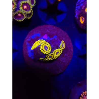 LA Laker Zoanthid Frag WYSIWYG!