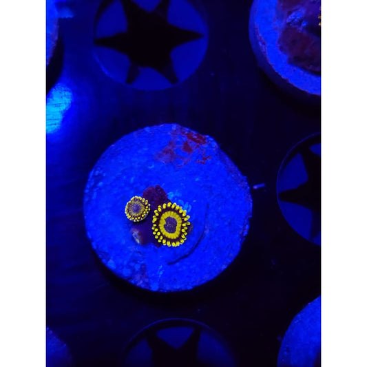 LA Lakers Zoanthid Frag WYSIWYG!