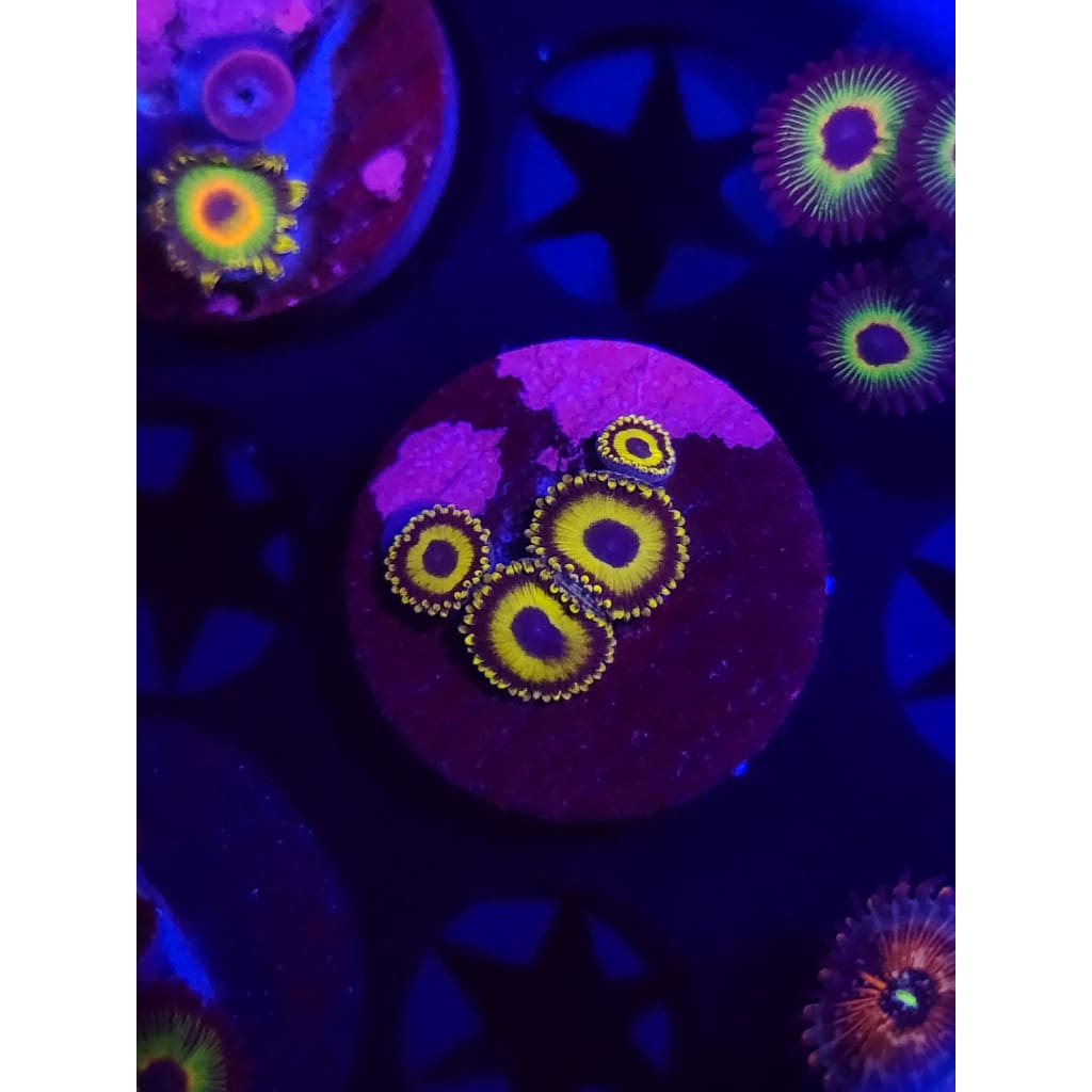 LA Lakers Zoanthid Frag WYSIWYG!