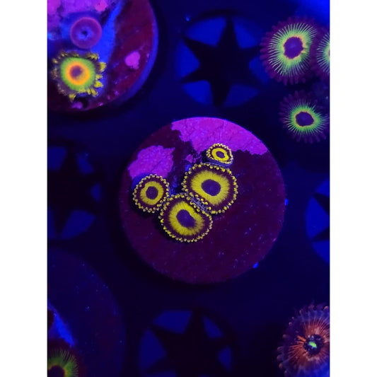 LA Lakers Zoanthid Frag WYSIWYG!