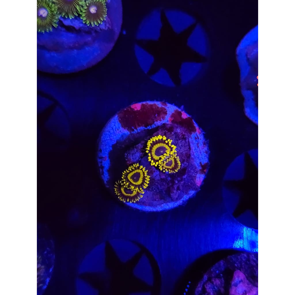LA Lakers Zoanthid Frag WYSIWYG!