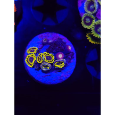 LA Lakers Zoanthid Frag WYSIWYG!