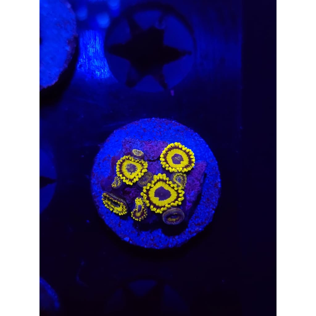 LA Lakers Zoanthid Frag WYSIWYG!