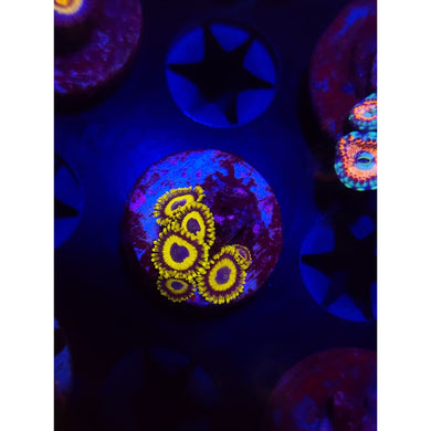 LA Lakers Zoanthid Frag WYSIWYG!