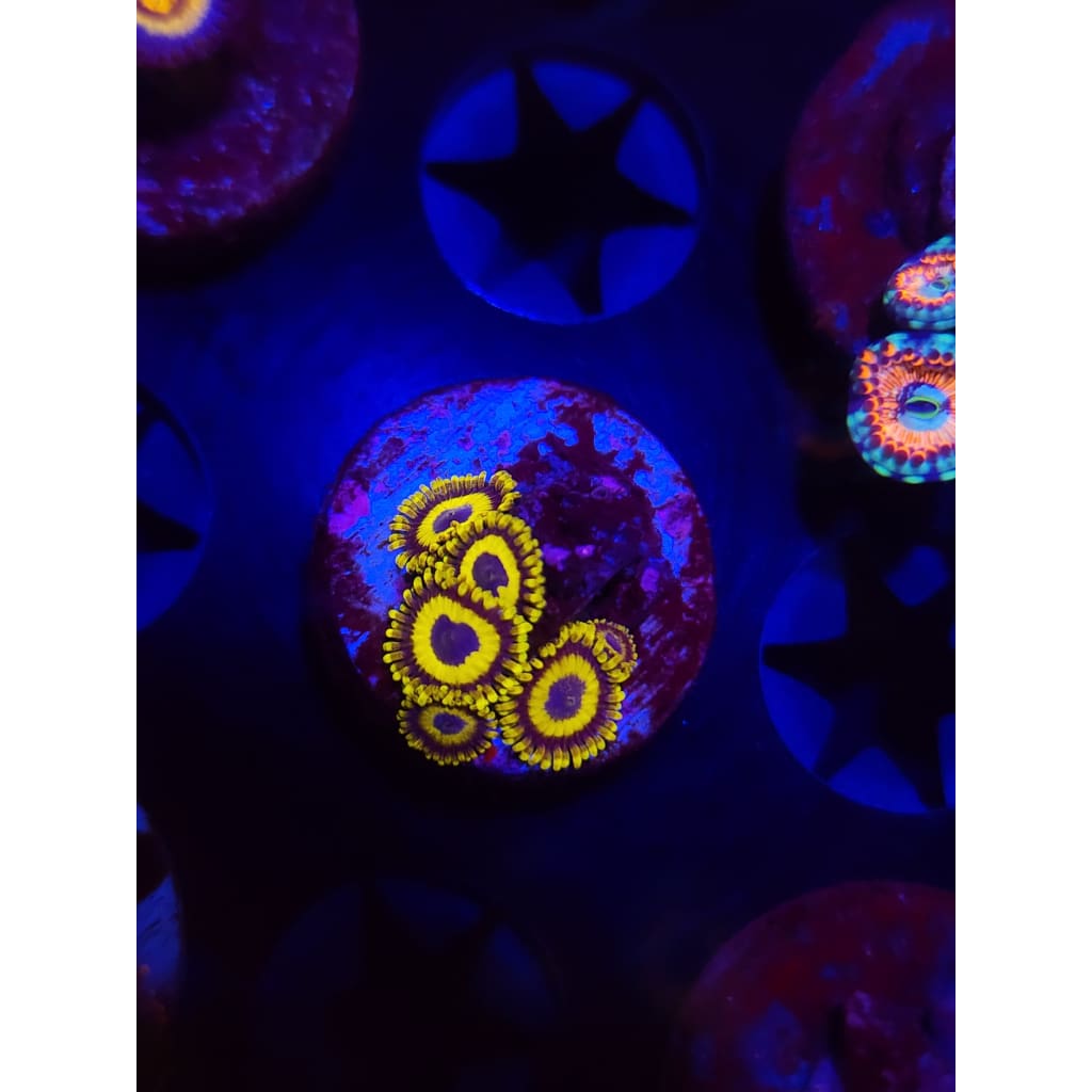 LA Lakers Zoanthid Frag WYSIWYG!