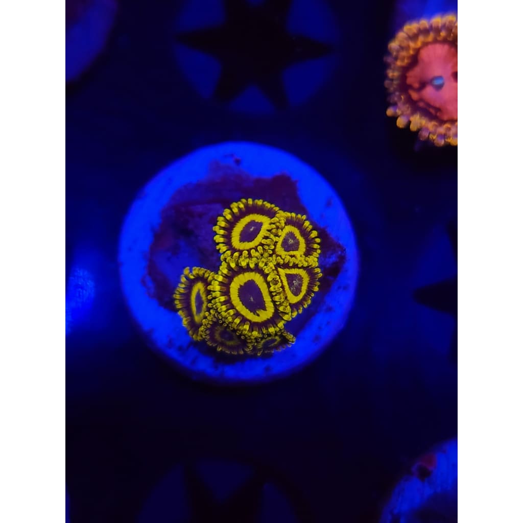 LA Lakers Zoanthid Frag WYSIWYG!