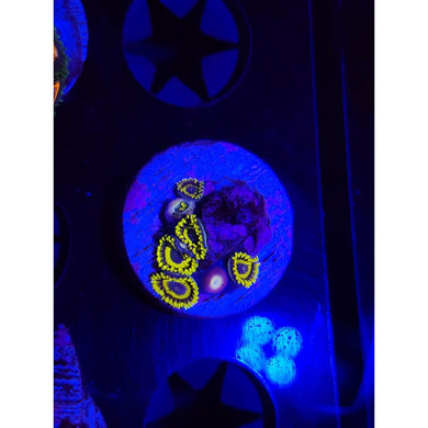 LA Lakers Zoanthid Frag WYSIWYG!