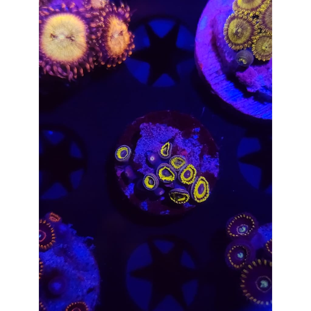 LA Lakers Zoanthid Frag WYSIWYG!