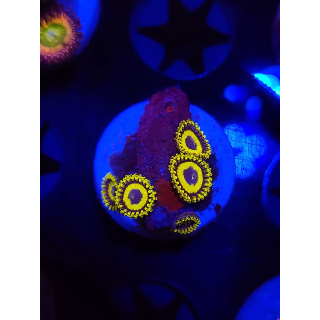 LA Lakers Zoanthid Frag WYSIWYG!