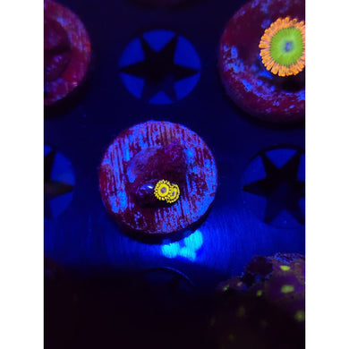 LA Lakers Zoanthid Frag WYSIWYG!
