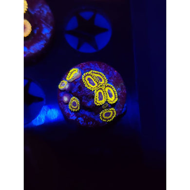 LA Lakers Zoanthid Frag WYSIWYG!