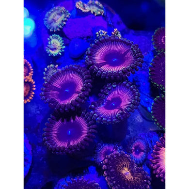 Lady Vampire Zoanthid Frag WYSIWYG!