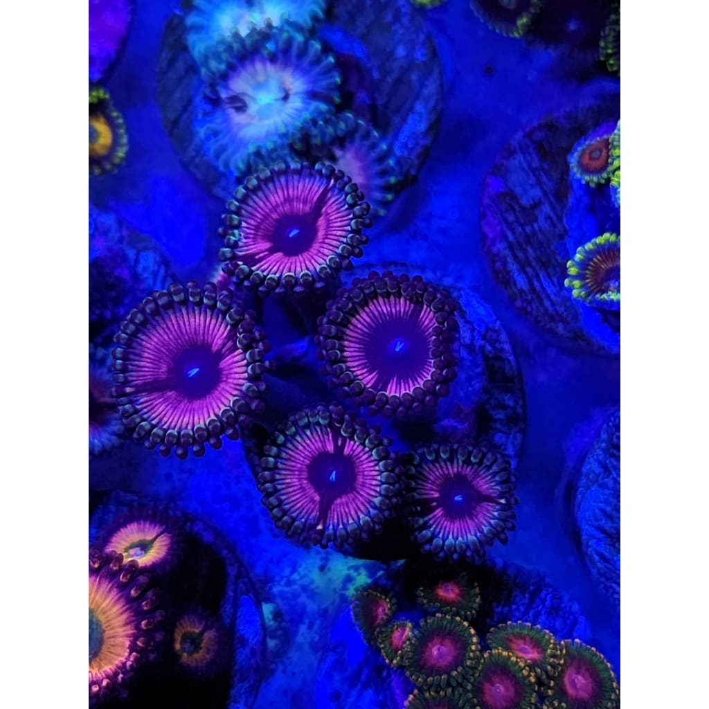 Lady Vampire Zoanthid Frag WYSIWYG!