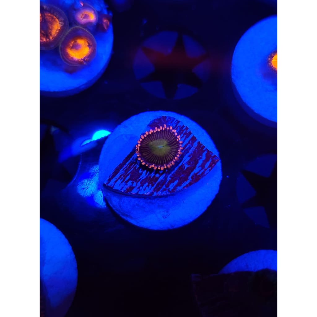 Laffy Taffy Zoanthid Frag WYSIWYG!