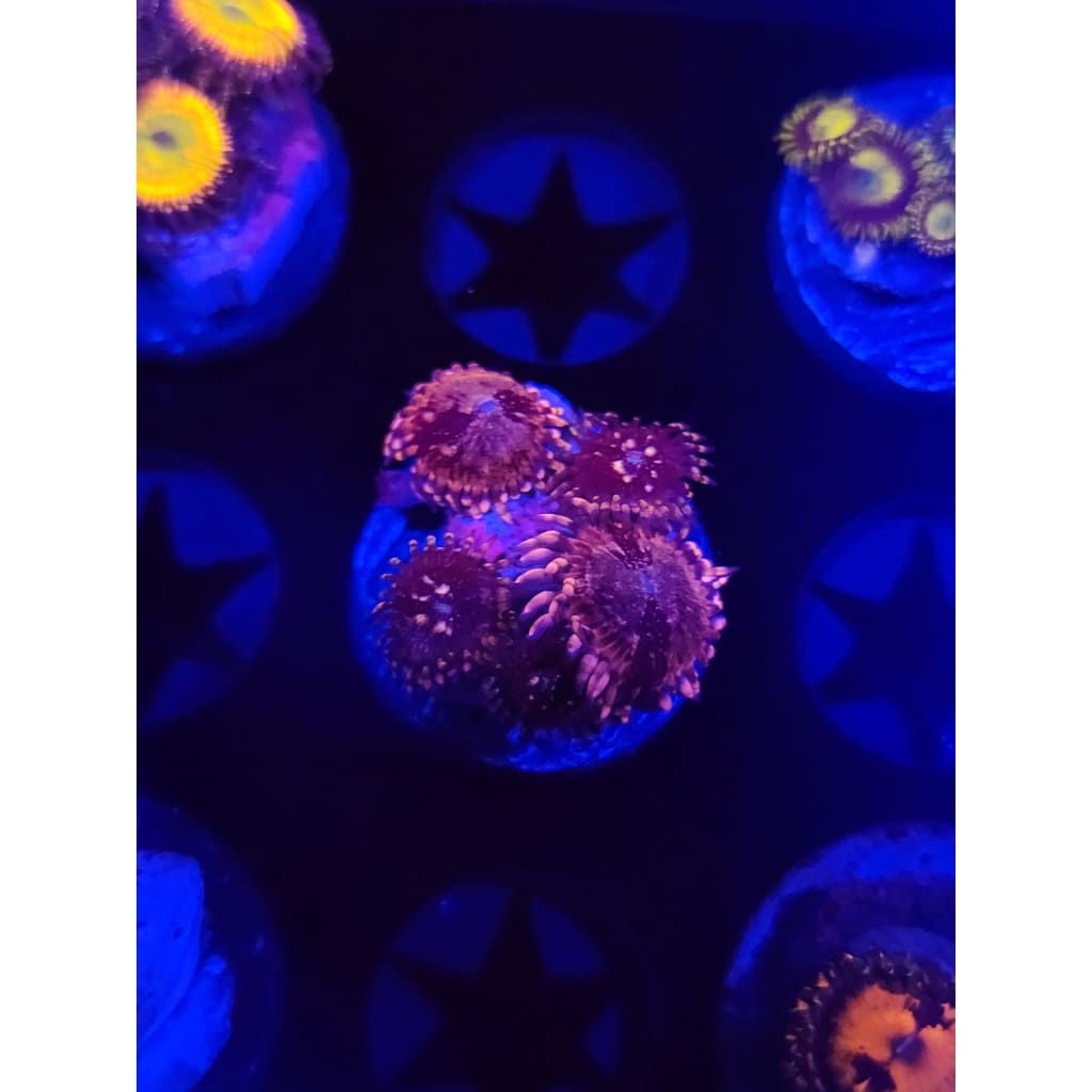 Laffy Taffy Zoanthid Frag WYSIWYG!