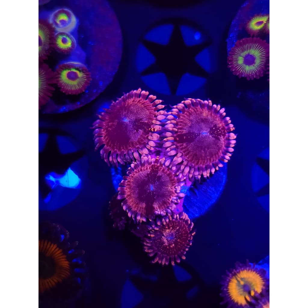 Laffy Taffy Zoanthid Frag WYSIWYG!