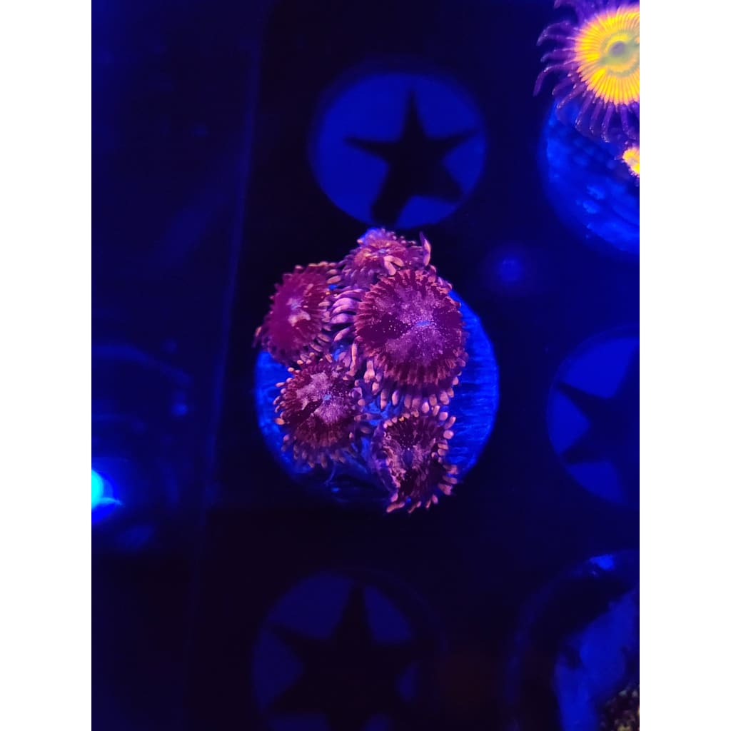 Laffy Taffy Zoanthid Frag WYSIWYG!