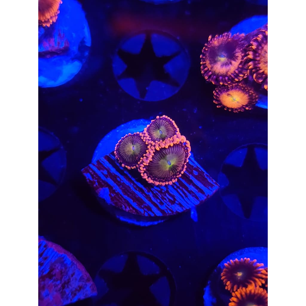 Laffy Taffy Zoanthid Frag WYSIWYG!