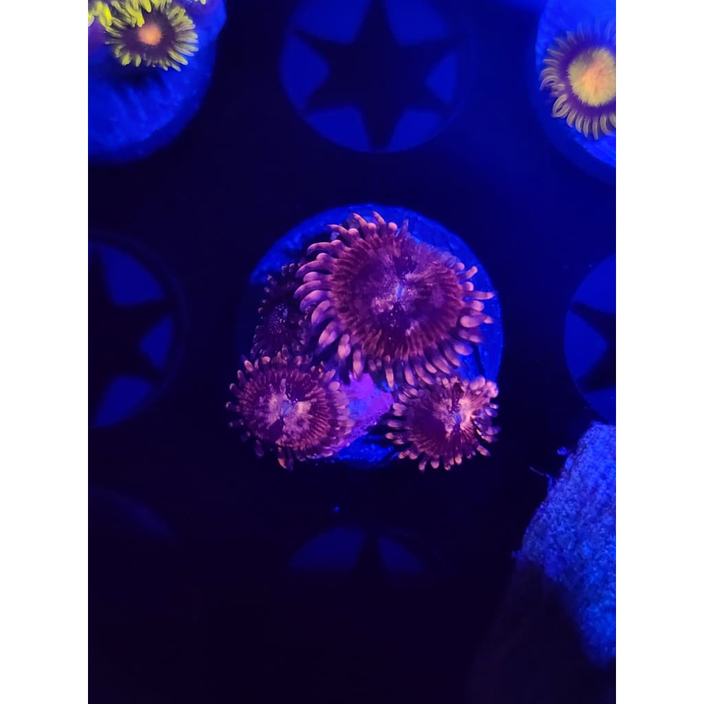 Laffy Taffy Zoanthid Frag WYSIWYG!