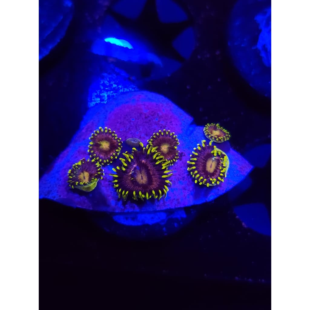 Lazer Lemon Zoanthid Frag WYSIWYG!