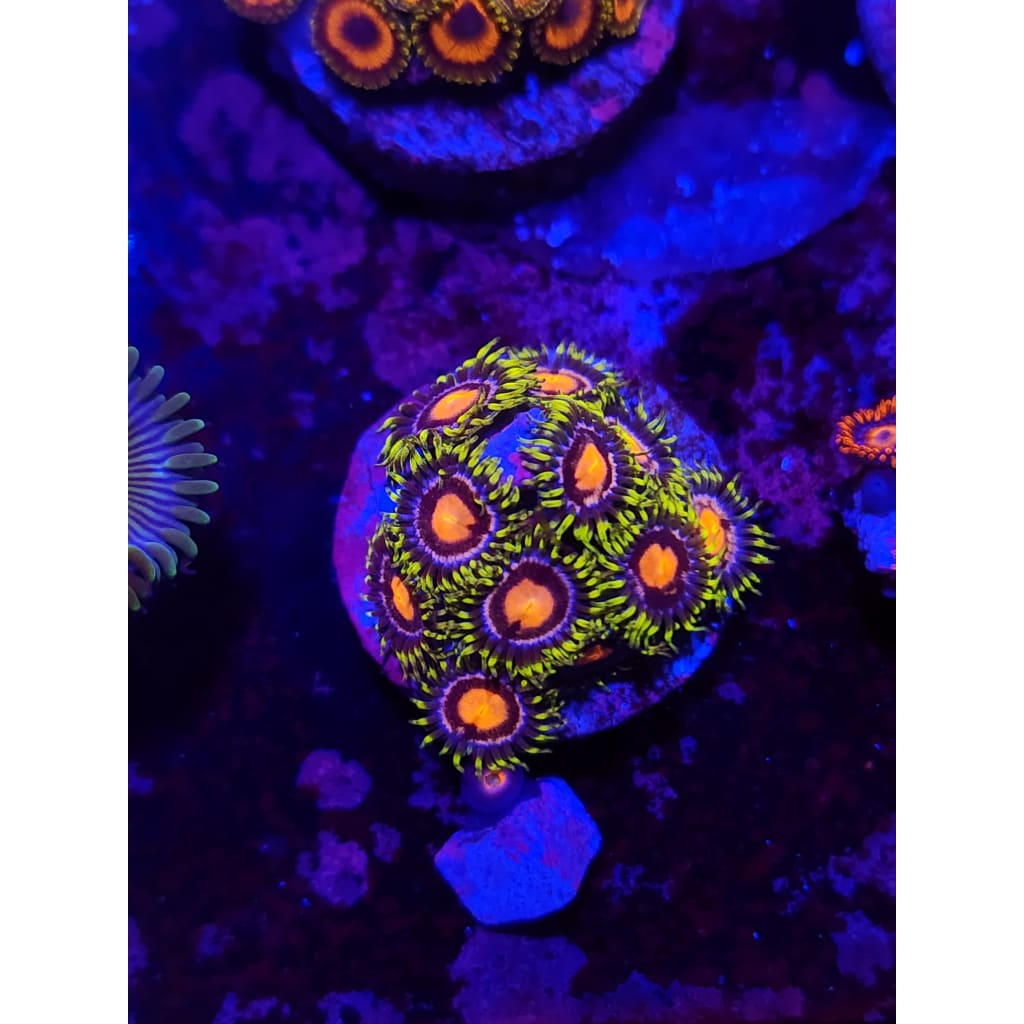 Lazer Lemon Zoanthid Frag WYSIWYG!