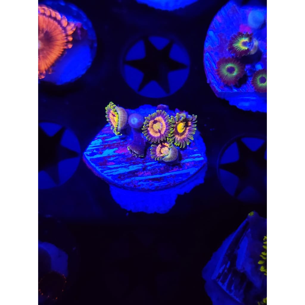 Lazer Lemon Zoanthid Frag WYSIWYG!