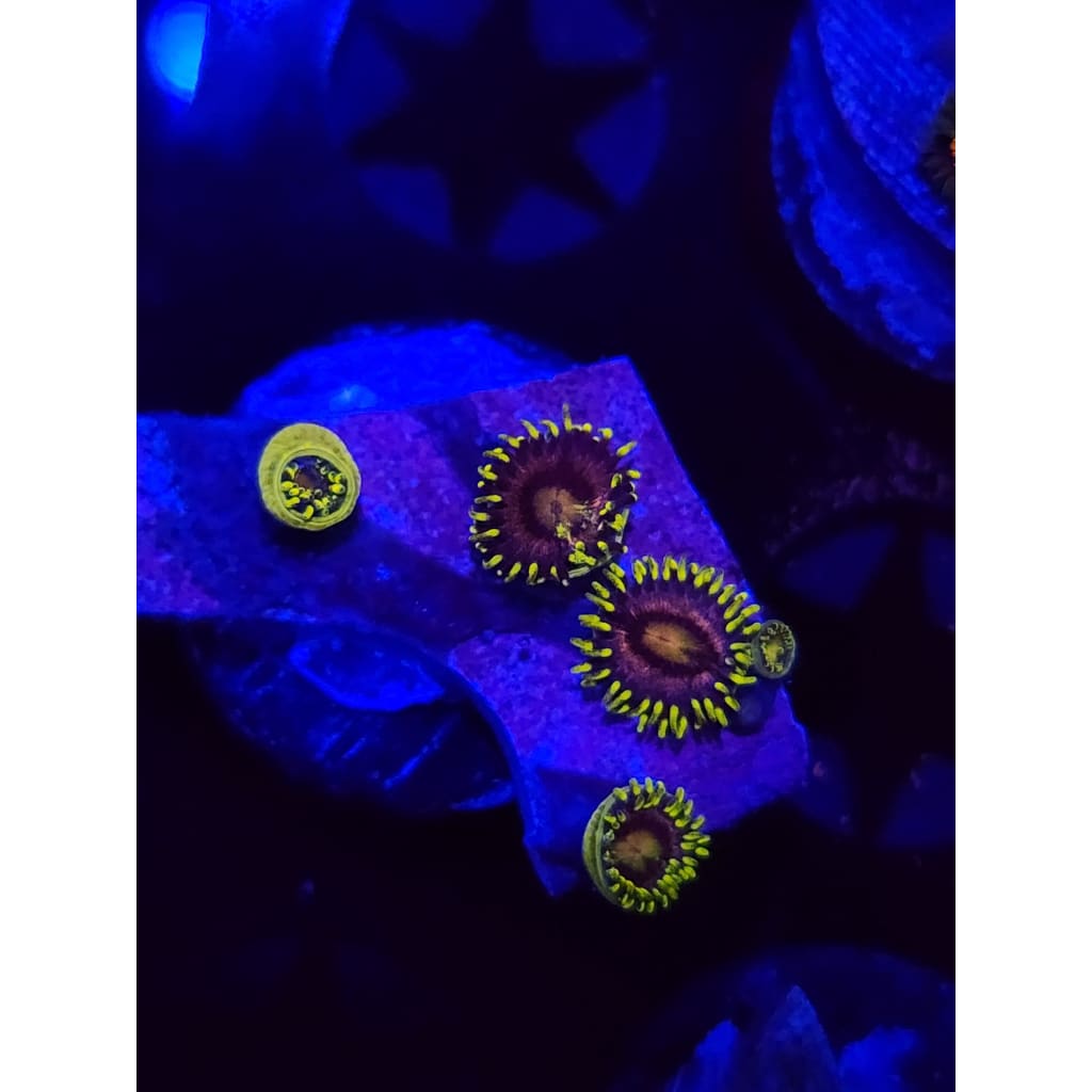 Lazer Lemon Zoanthid Frag WYSIWYG!
