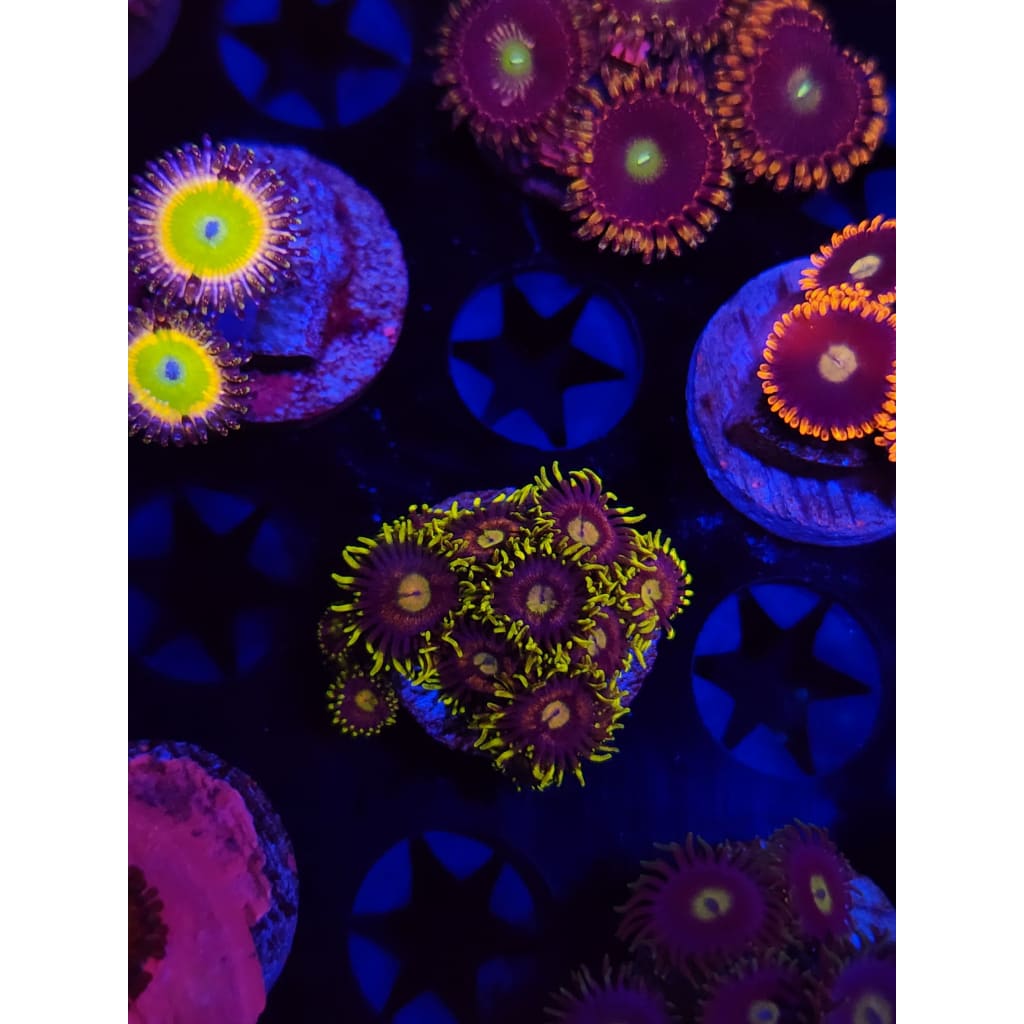 Lazer Lemon Zoanthid Frag WYSIWYG!