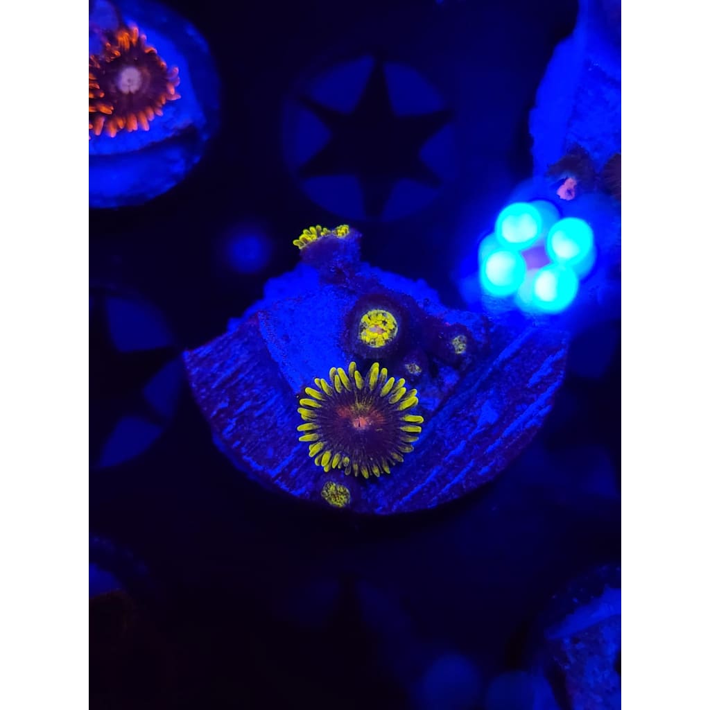 Lazy Lash Morph Zoanthid Frag WYSIWYG!