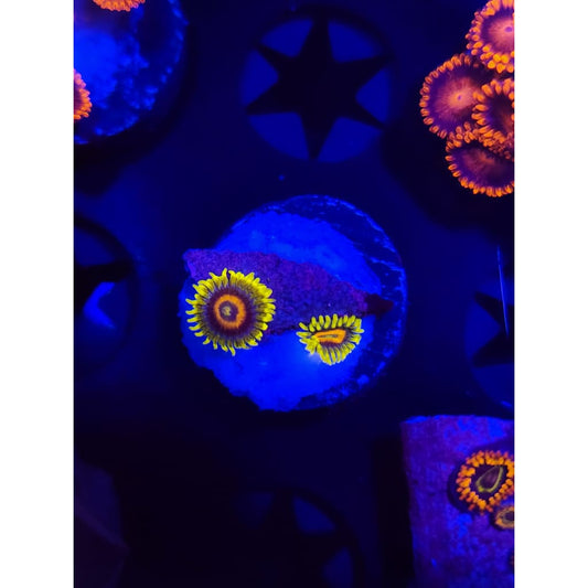 Lazy Lash Zoanthid Frag WYSIWYG!