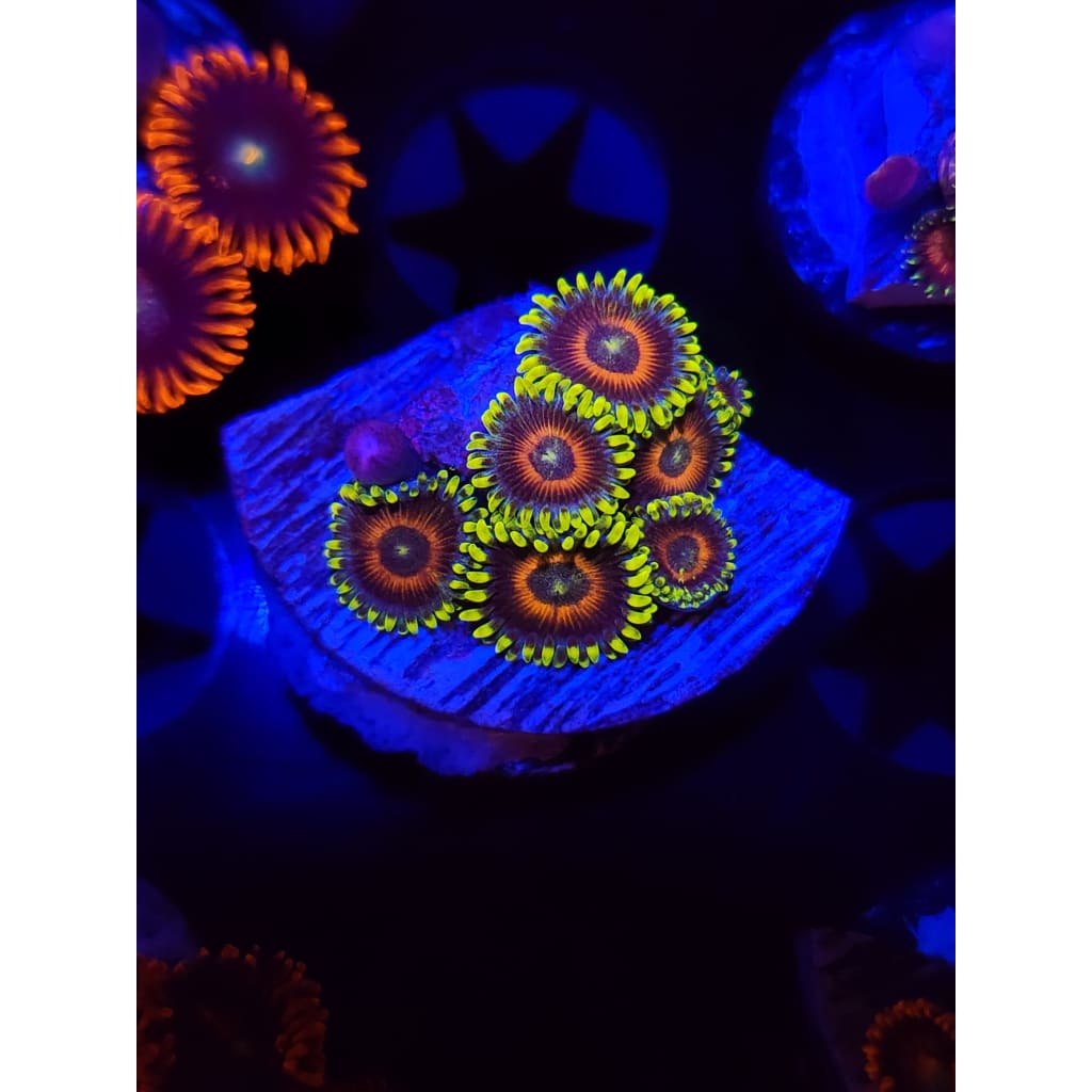 Lazy Lash Zoanthid Frag WYSIWYG!
